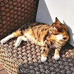 Hakuna Matata - Gemuetlichkeit Bei Oldenburg Pansiyon *
