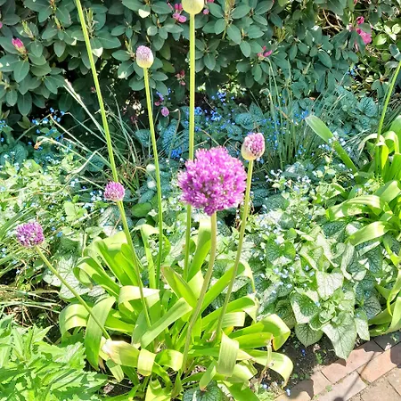 Hakuna Matata - Gemuetlichkeit Bei Oldenburg * Hatten