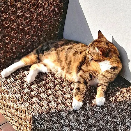 Hakuna Matata - Gemuetlichkeit Bei Oldenburg Homestay *