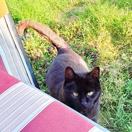 Hakuna Matata - Gemuetlichkeit Bei Oldenburg 民宿 *