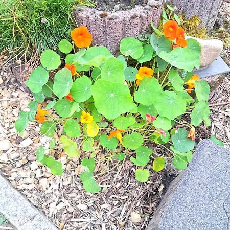 民宿 Hakuna Matata - Gemuetlichkeit Bei Oldenburg